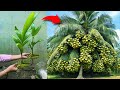 Great skill... i Growing Coconut Tree Using Coconut Leaves
