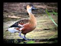Download Suara burung belibis dendrocygna