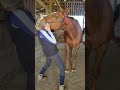 Ahhhhhh! Wish someone would stretch my neck like this! #ottb #equinebodywork #relaxing