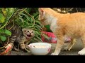 Kitten intimidation, kitten fight, cat bullying [Collection]