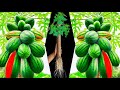 How to Grow Papaya tree and watermelon grow Papaya with Watermelon tree