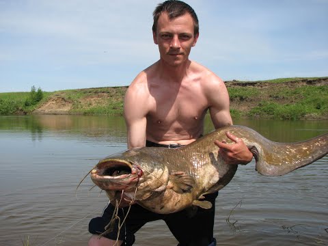 ловля сомов на реке мокша ловля сомов на реке мокша