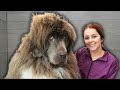 Four hours of blood, sweat and tears - Not AGAIN! 😩 | Newfoundland dog