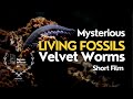 Living Fossils - Peripatus | Short Film | Wildlife Conservation | Velvet Worms