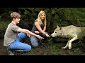 WHY WOLVES HATE MEN & NOT WOMEN