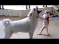 Super HARD TRY NOT TO LAUGH CHALLENGE Funny ANIMAL Compilation