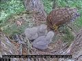 Hawk nest In Wake Forest - Jastrzębie -Karmienia trojaczków 🐥🌹🍀🐥🌹🍀🐥🌹🍀 04/05/2024