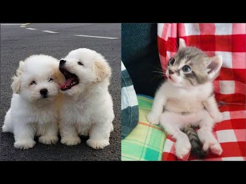 Cute baby animals Videos Compilation cute moment of the animals Soo Cute 44