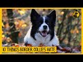 10 Things Border Collies Hate That You Should Avoid