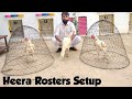Heera (White) Roosters Setup