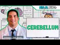 Neurology | Cerebellum Anatomy & Function
