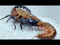 巨型蜈蚣vs蝎子 史诗级战斗 Giant centipede vs scorpion,Epic battle,Centipedes prey on Heterometrus spinifer