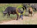 Mother Buffalo Gives Birth To Baby But Killed By Lions - Lion vs Buffalo Battle is not never