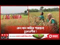 মাঠের পাকা ধানে হঠাৎ অধিকারহীন কৃষক পরিবার | Madaripur News | Somoy TV