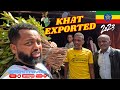 The Shocking Truth About Khat Exporting: Banned Worldwide