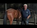 Farrier Safety Tips by Carl O'Dwyer - How to Hot Shoe