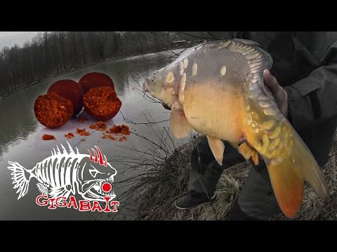 видео ловля карпа на бойлы 2016 год видео ловля карпа на бойлы 2016 год