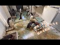 ジェンツーペンギンたちの巣作りを眺める動画