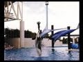 Unreported Orca Trainer Incident at SeaWorld of Florida