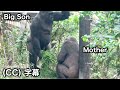 Maybe it won't be long before son gorilla leaves his parents.Gentaro | Momotaro family
