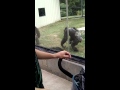 Chimp goes CRAZY on chimp.