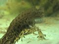 Kleine watersalamander in vijverbak bij Ada Hofman