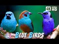 Most Beautiful Blue Birds | Stunning Nature | Relaxing Birds Sound | Symphony of Serenity - No Music