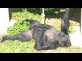 Female Gorilla Wants To Stay With The Silverback | The Shabani Group