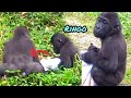 D'jeeco listens carefully to tourists criticizing him😆🤣💦|D'jeeco Family|Gorilla|Taipei zoo