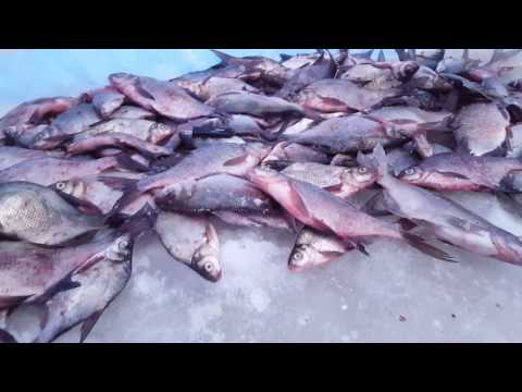 запреты рыбалки на леща запреты рыбалки на леща