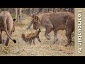 🍯🦡 Fearless Honey Badger takes on 6 Lions 🦁🦁 | Caught in the Act
