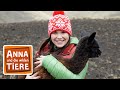 Lama & Alpaka - Die Meisterspucker | Reportage für Kinder | Anna und die wilden Tiere
