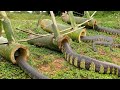 DIY Snake Trap Technology -  Learning to make Bamboo snake trap