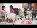 Adorable Mini Cows Visit Our House | They are the Cutest 🥰 | Nadipathy Goshala