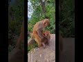 what these little baby monkeys doing