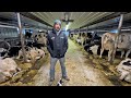 Maple Woods Dairy Farm S1E1 Morning milking