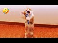You Laugh You Lose 😅 Funniest Cats and Dogs 2023 😻🐶 Part 7