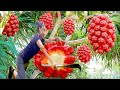 How to Harvest Ripe Red Fruits in the Forest with My Recipe / Cooking with Ly Thi Cam