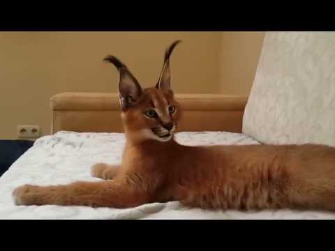 Котенок в домашних условиях