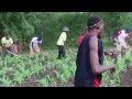 Tanzania Sukuma, Bachonga Magembe working in the fields