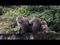 猴子🐒天祥拍攝