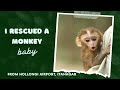 I Saved A Rhesus Macaque Monkey - Unbelievable Rescue Story! #wildlife #youtube #trending