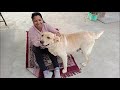 Daphne bhabhi ko excercise nhi karne de rhi hai 😜|#labrador #doglover #dog #dogslife
