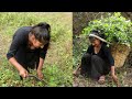 beautiful village girl cutting grass for livestock food vlog जंगल मे लड्की घास लेने