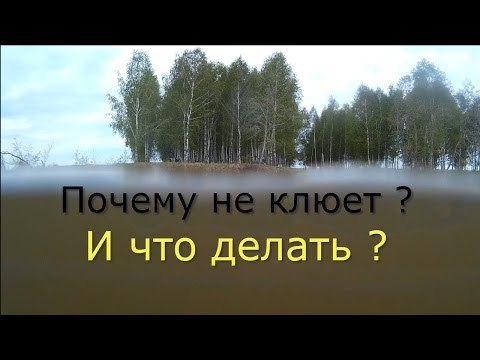 почему окунь есть но не клюет почему окунь есть но не клюет