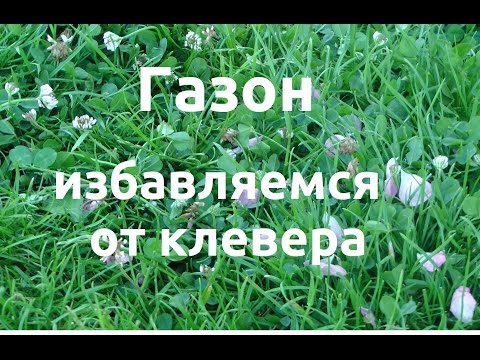 Как правильно сажать клевер 26
