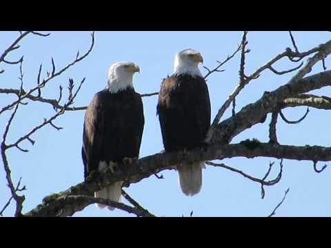 Eagle Mating Jay Shepherd An Eagle Biologist For The State Department Of Fish And Wildlife Says That Bald Eagles Are In Midst Mating Season