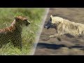 Download Greatest Fights in the Animal World | Earth Unplugged mp4 3gp mp3 videos - waplic