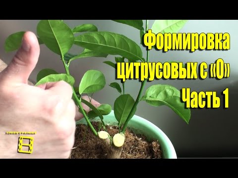Как сформировать лимон в домашних условиях Как сформировать лимон в домашних условиях