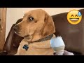 Try Not To Laugh Dogs And Cats 😁 - Best Funniest Animals Video 2024 - Part 29